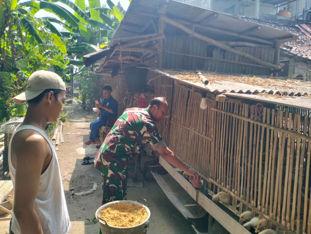 Perkuat Ketahanan Pangan Pedesaan, Prajurit Satgas TMMD 130 Jombang Pendampingan Peternak Sapi dan Bebek