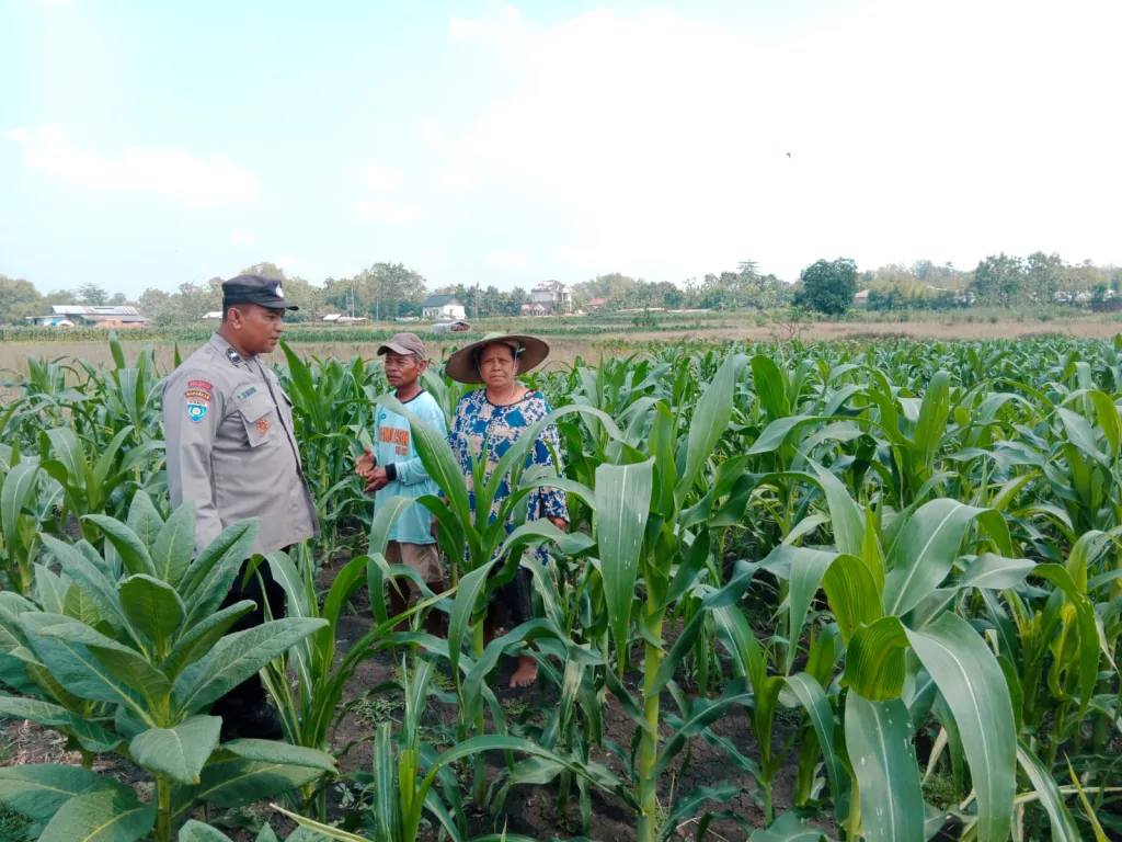 Dukung Swasembada Nasional, Polsek Plandaan Jombang Gelar Monitoring Tanaman Jagung Petani