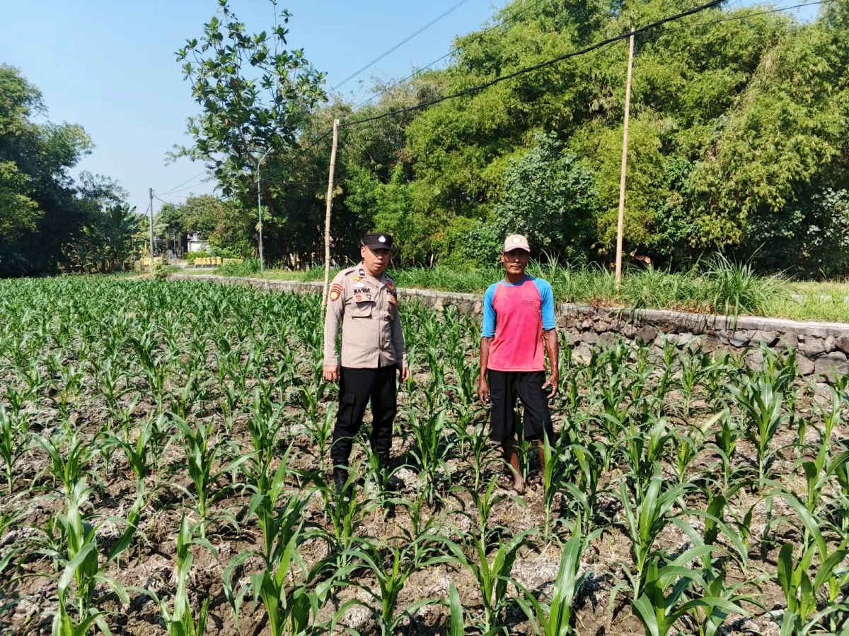 Polres Jombang Terus Kawal Ketahanan Pangan Melalui Pendampingan Petani
