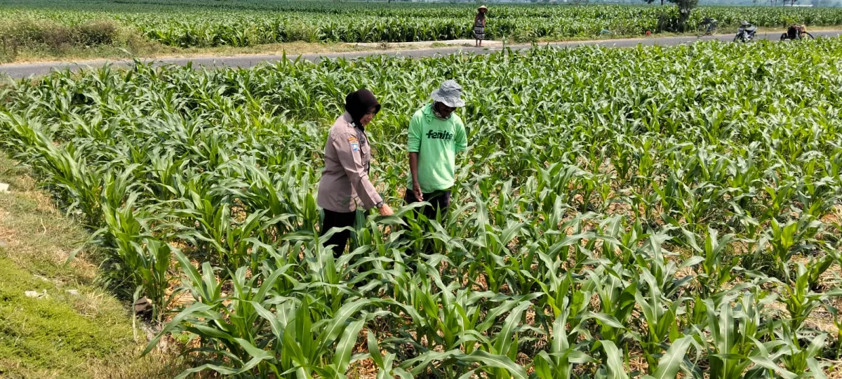 Dukung Ketahanan Pangan Asta Cita, Polsek Jombang Dampingi Petani Jagung di Desa Mojongapit