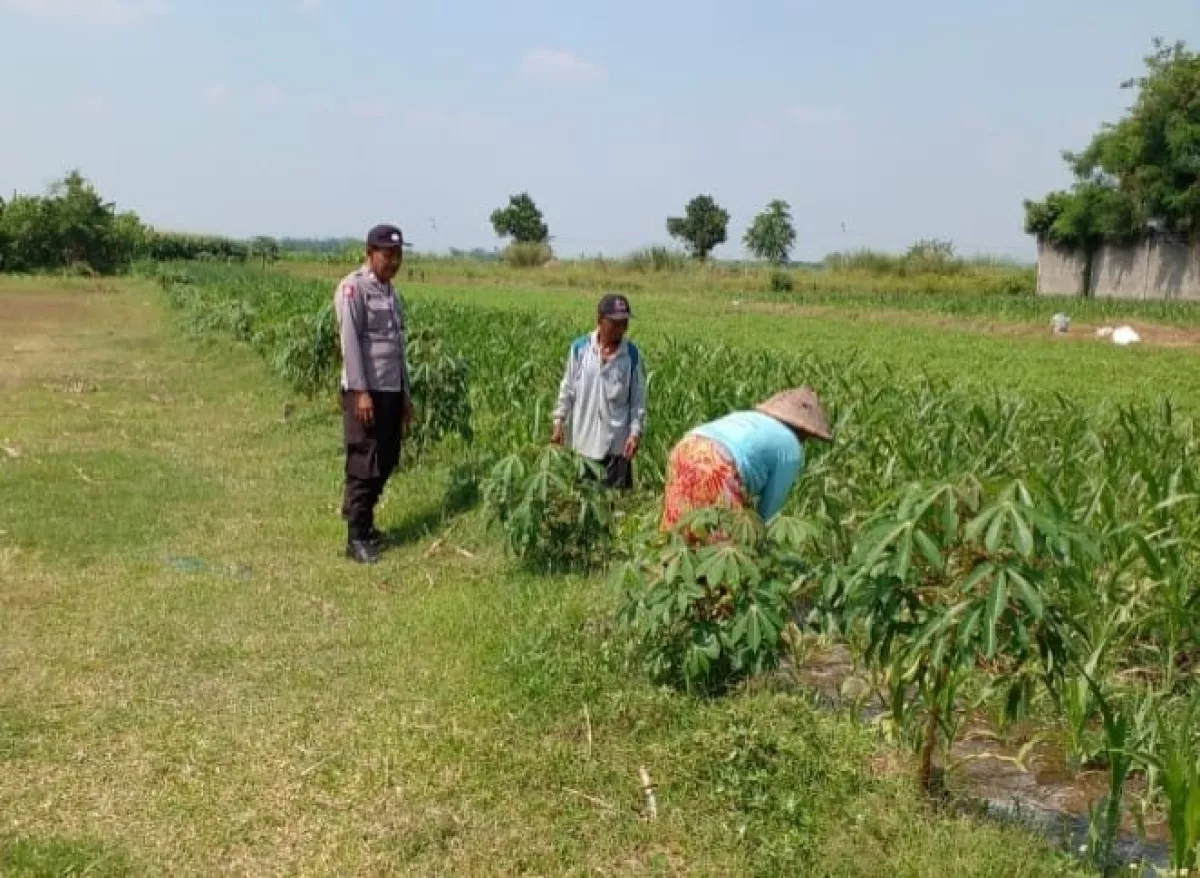 Polsek Ngoro Cek Lahan Jagung di Banyuarang untuk Sokong Swasembada Pangan