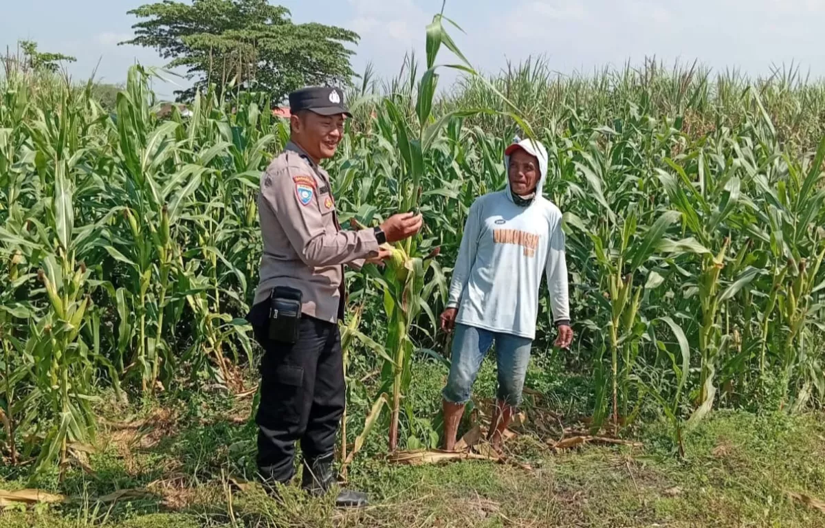 Upaya Polsek Kudu Jombang Dorong Produktivitas Petani Jagung Demi Swasembada Pangan
