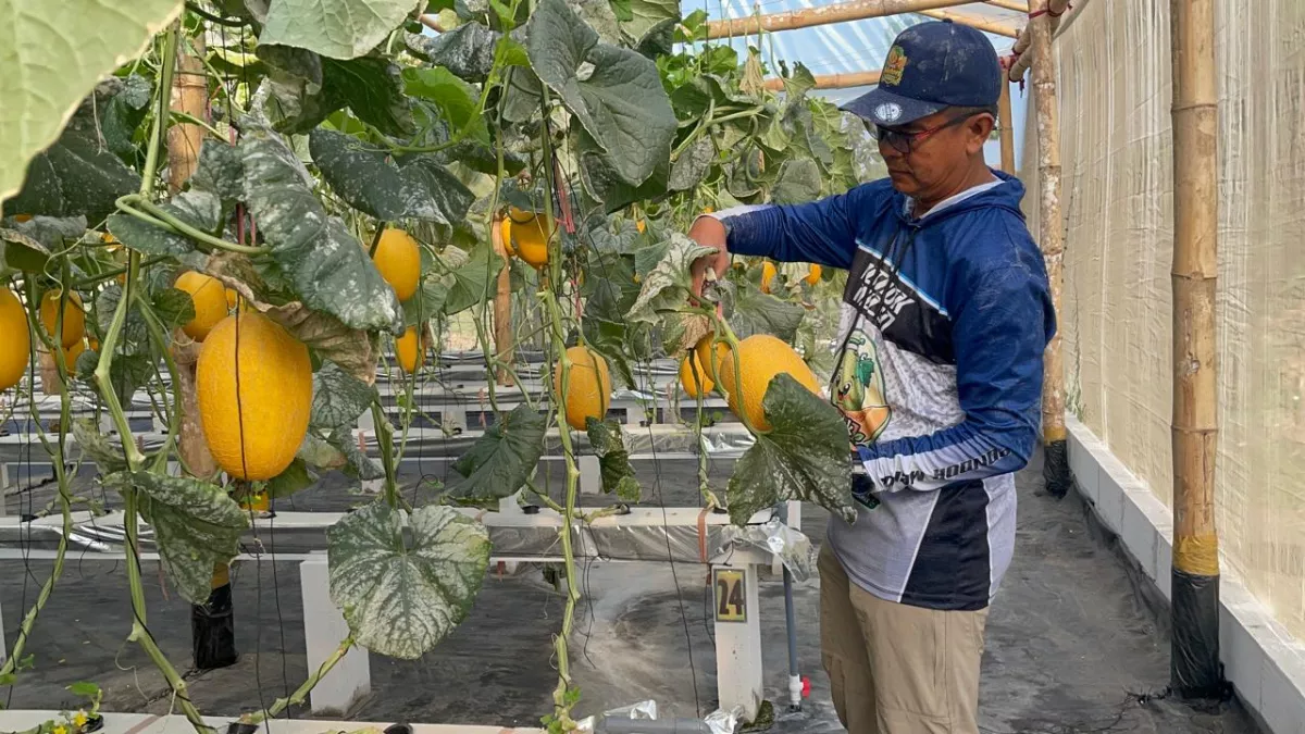 Pondok Melon Gondangmanis Jombang: Sulap Lahan Tidur Jadi Kebun Hidroponik Beromzet Melimpah