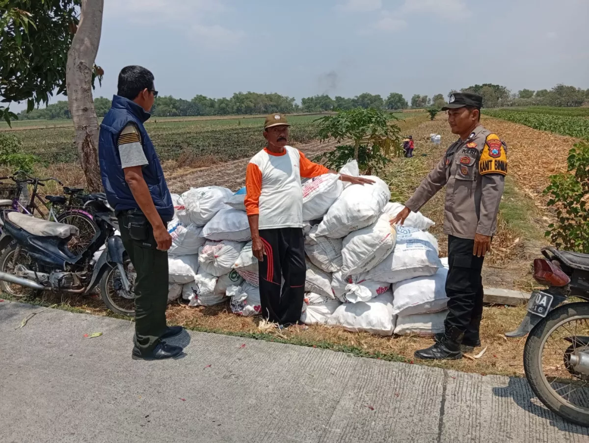 Sinergi Polri dan Petani di Jombang: Polsek Kudu Kawal Sukses Panen Raya Jagung
